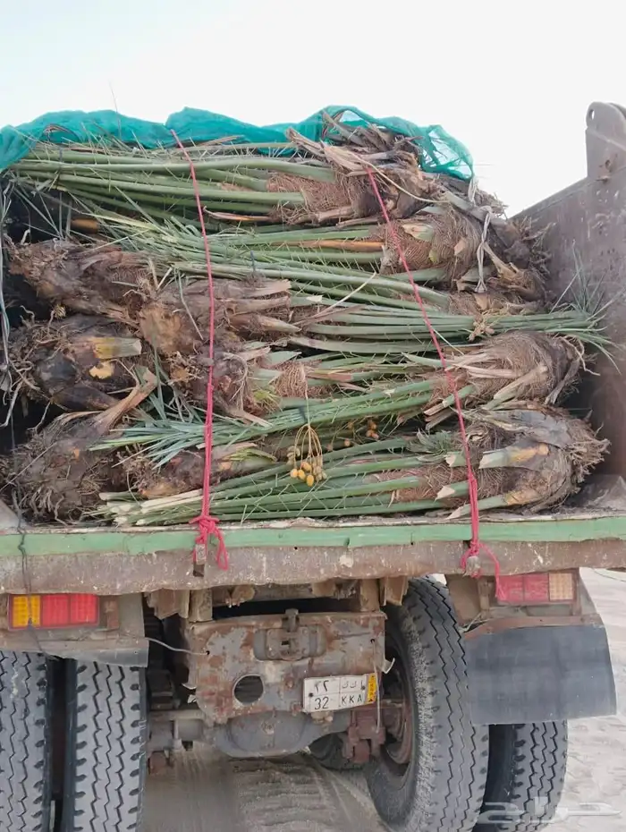 زراعه نخيل عربي واشنطني 1