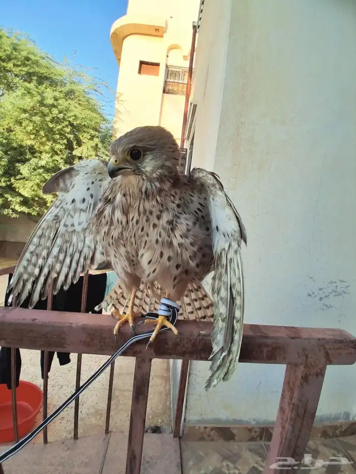 الإسلام عليكم ...اهل الخبره ايش نوعية الصقر هذا 5