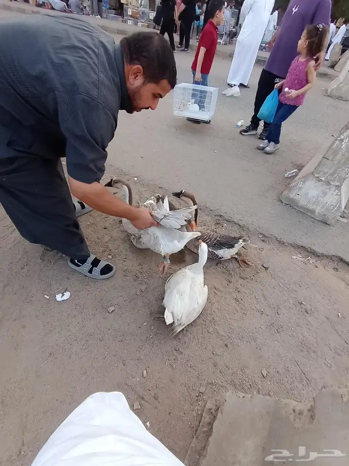 وز عزاقي وبلدي 3