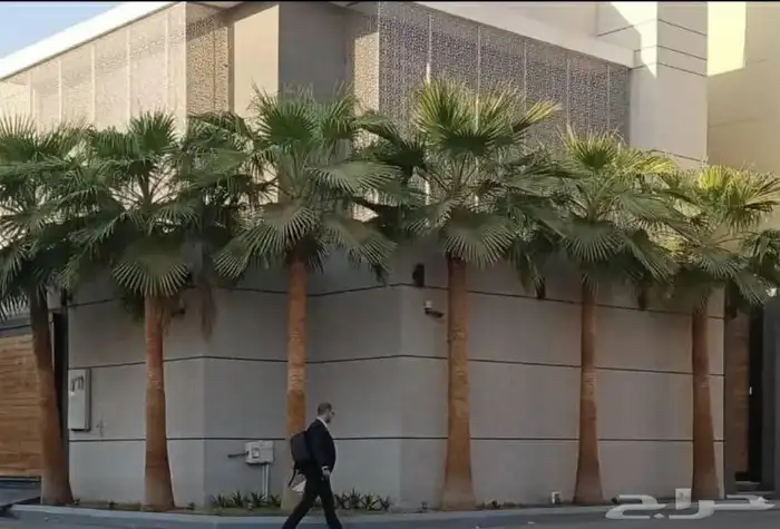 نخل واشنطني زينه توريد وزراعة وتوصيل إلى جميع مناطق المملكة 3