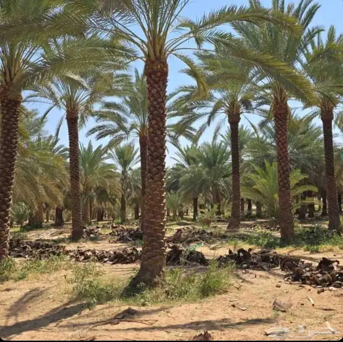 أشجار زيتون معمره ونخيل عربي وواشنطني وأشجار بريه 6