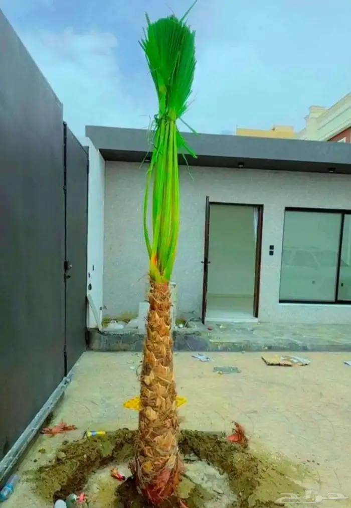 يوجد لدينا جميع انواع النخيل العربي والزينه 1