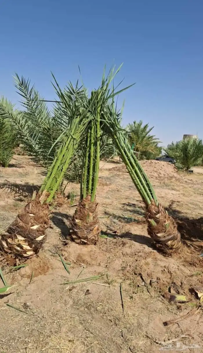 يوجد لدينا جميع انواع النخيل العربي والزينه 5