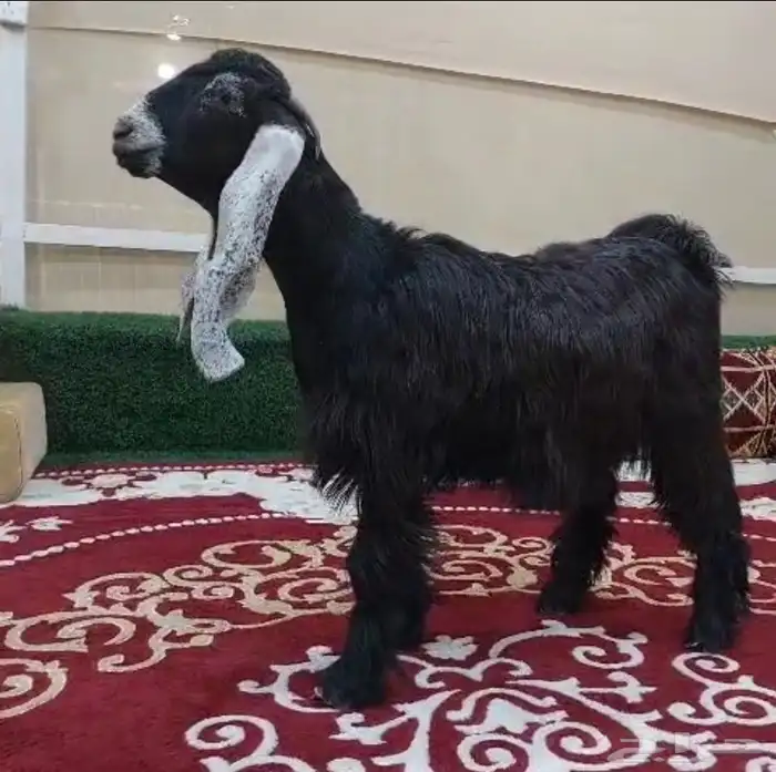 ثلاث جفار طيبة 1