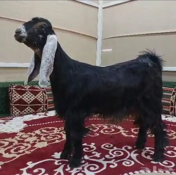 ثلاث جفار طيبة 2