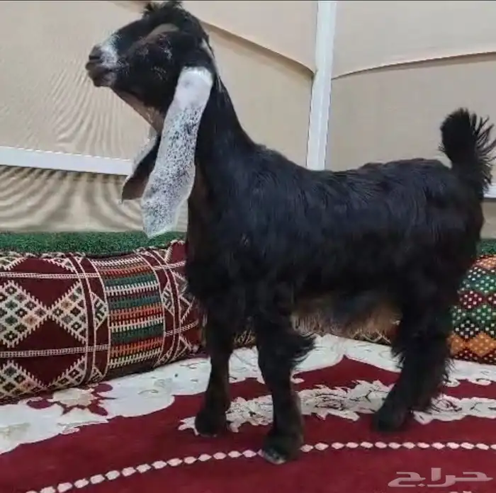 ثلاث جفار طيبة 0