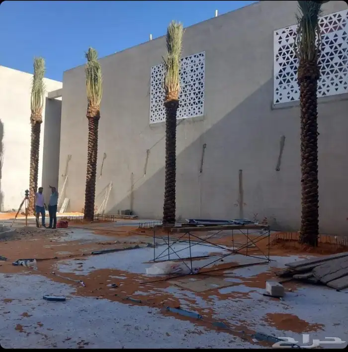 أشجار زيتون معمره ونخيل عربي وواشنطني وأشجار بريه 7