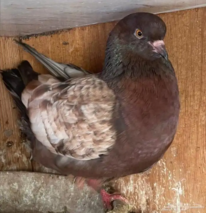 جوز كنق معه فرخ 1