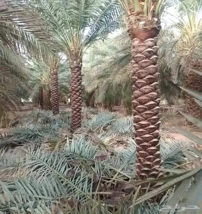 نخل واشنطني وعربي للبيع جميع المقاسات متوفرة 5