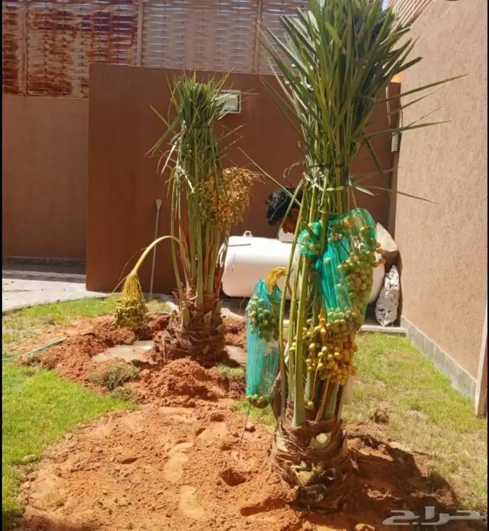 نخل للبيع صقعي اخلاص خضري نبوت سكري برحي روثان 2