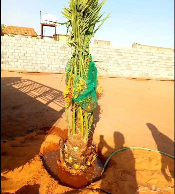 نخل للبيع صقعي اخلاص خضري نبوت سكري برحي روثان 6