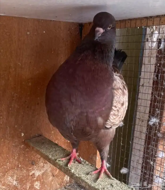 جوز كنق معه فرخ 0