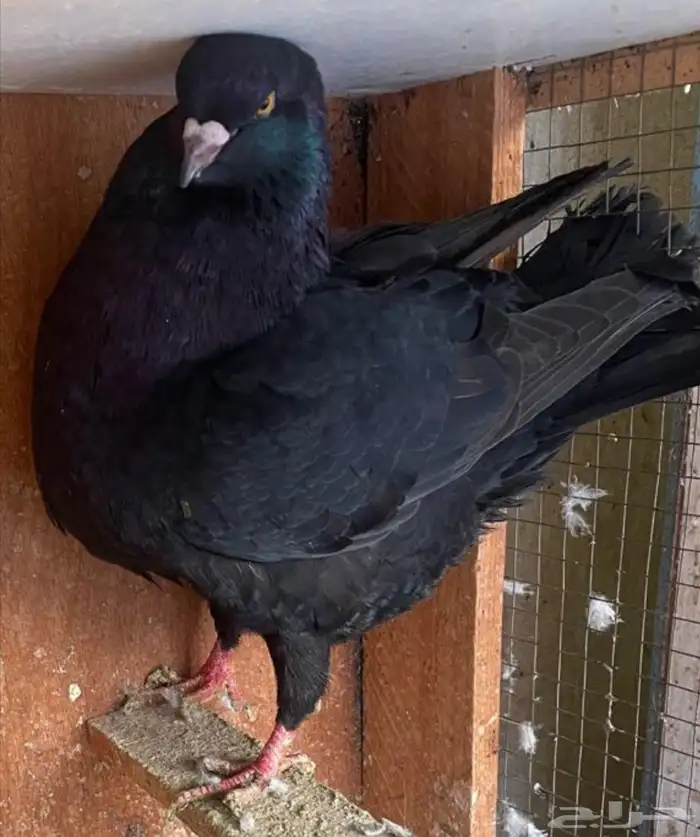 جوز كنق معه فرخ 4