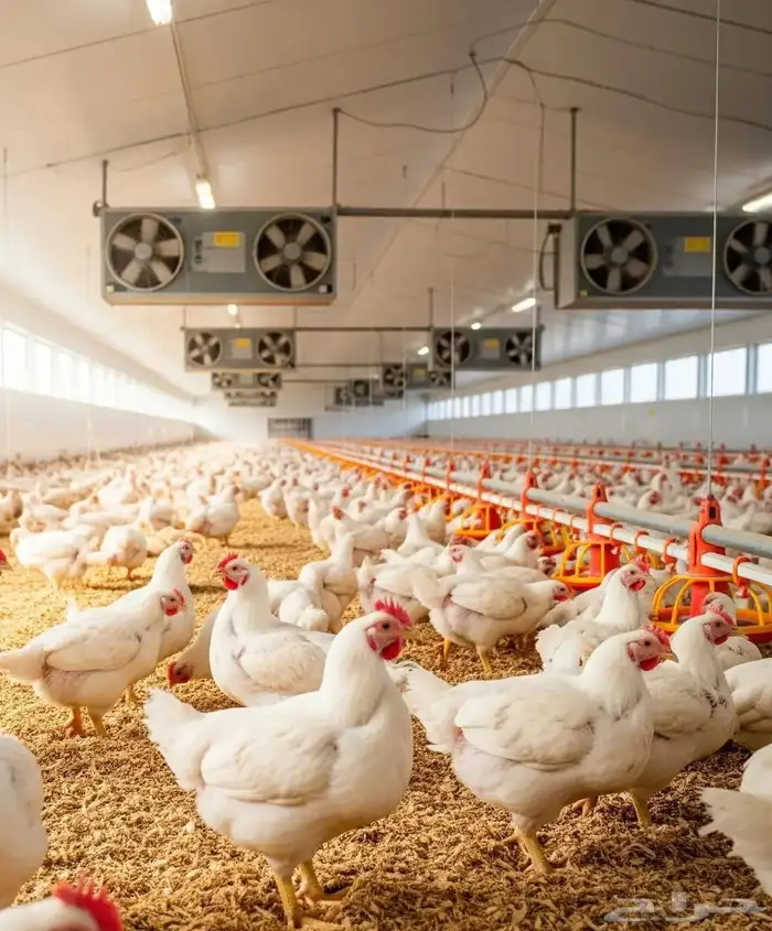 مشروع دواجن 3