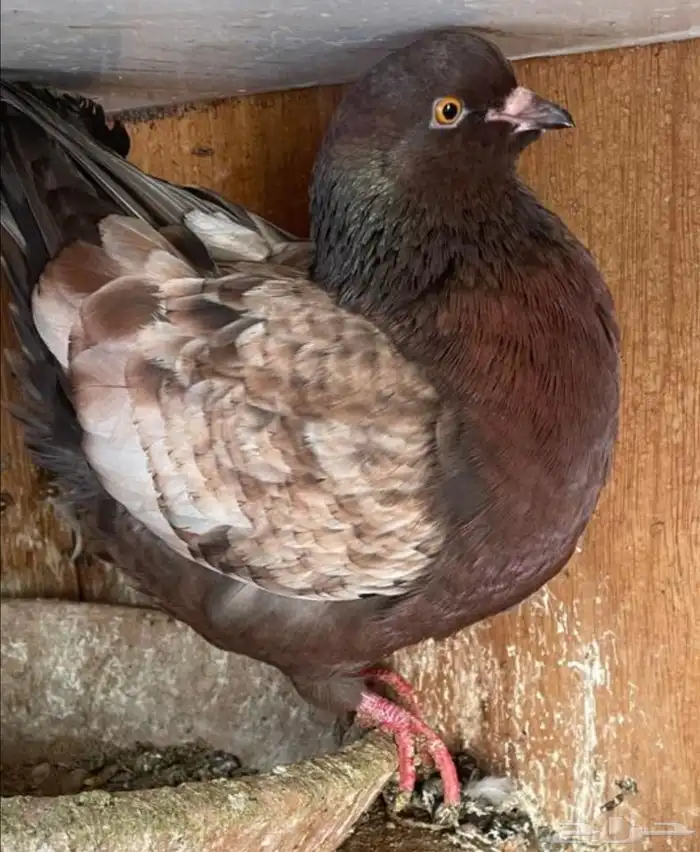 جوز كنق معه فرخ 2