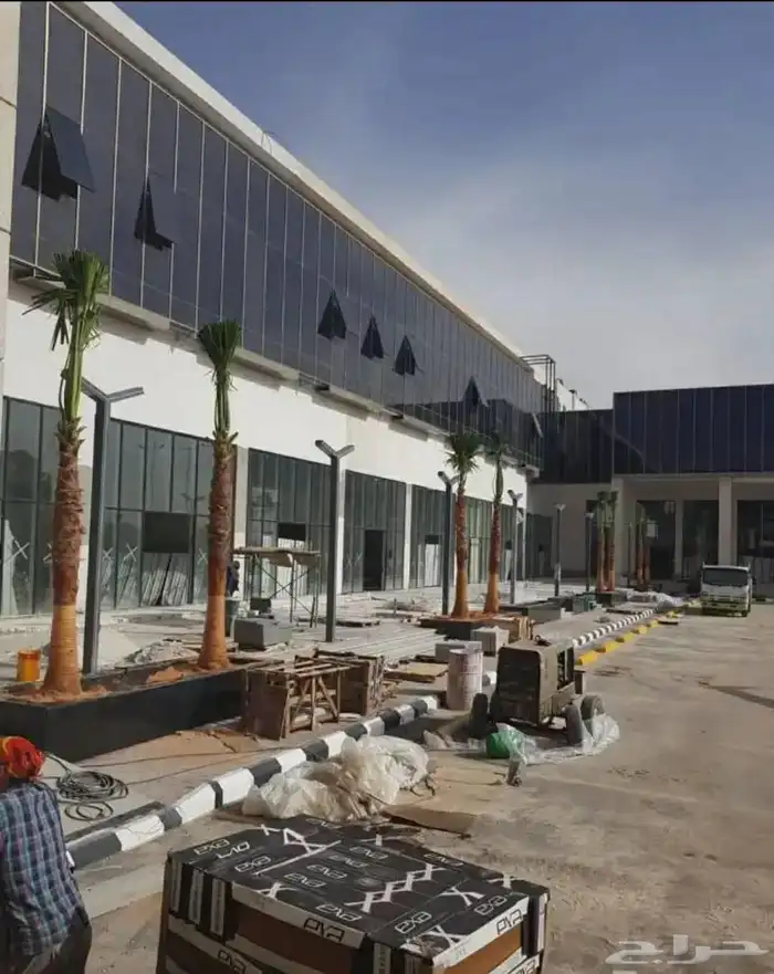 نخل واشنطني زينه توريد وزراعة وتوصيل إلى جميع مناطق المملكة 2