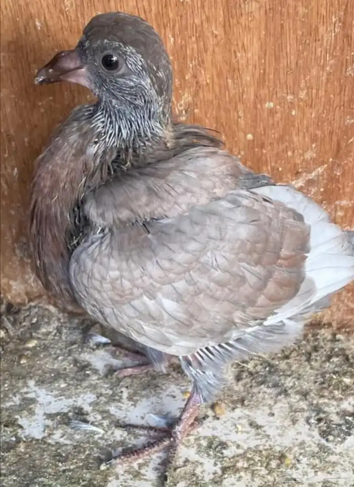 جوز كنق معه فرخ 3