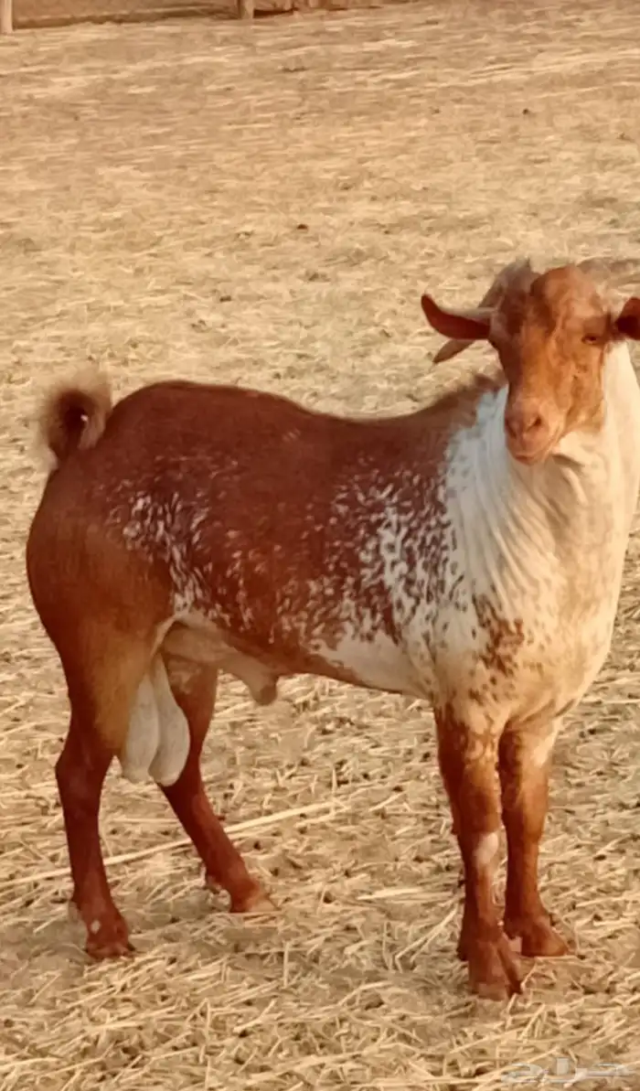 تيس محايلي اوشح.. السن رباع... الموقع ناوان 1