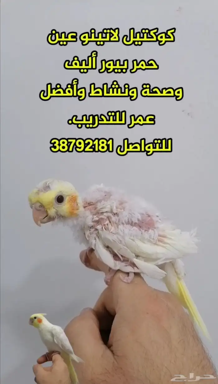 كوكتيل غر لاتينو عين حمر بيور 0
