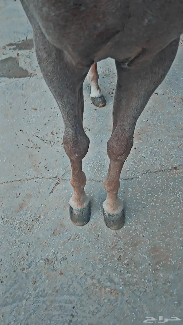 مهر واهو للبيع 2