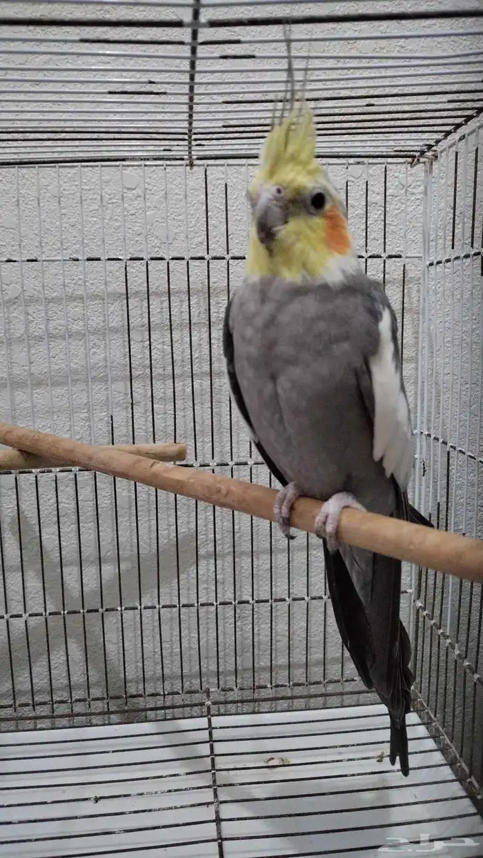 2 كروان ب 220 مع قفصين 0