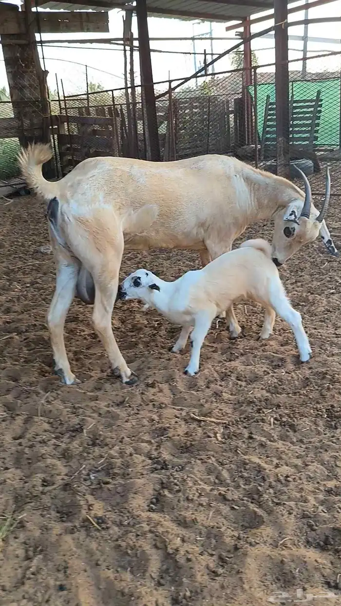 عنز بيشيه فاخره 2