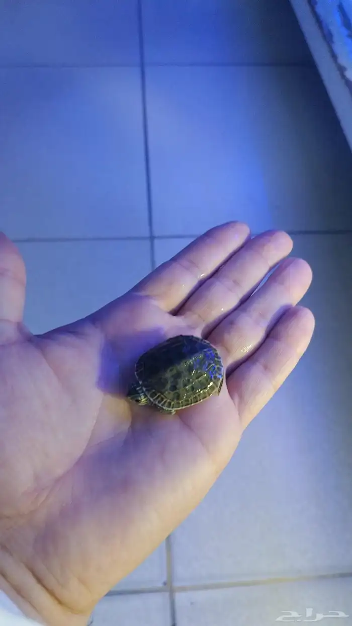 متوفر ارانب وصوص 1