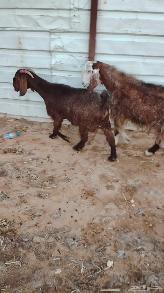 للبيع معزا وحده شرط الضريع ووحده فاضيه 1