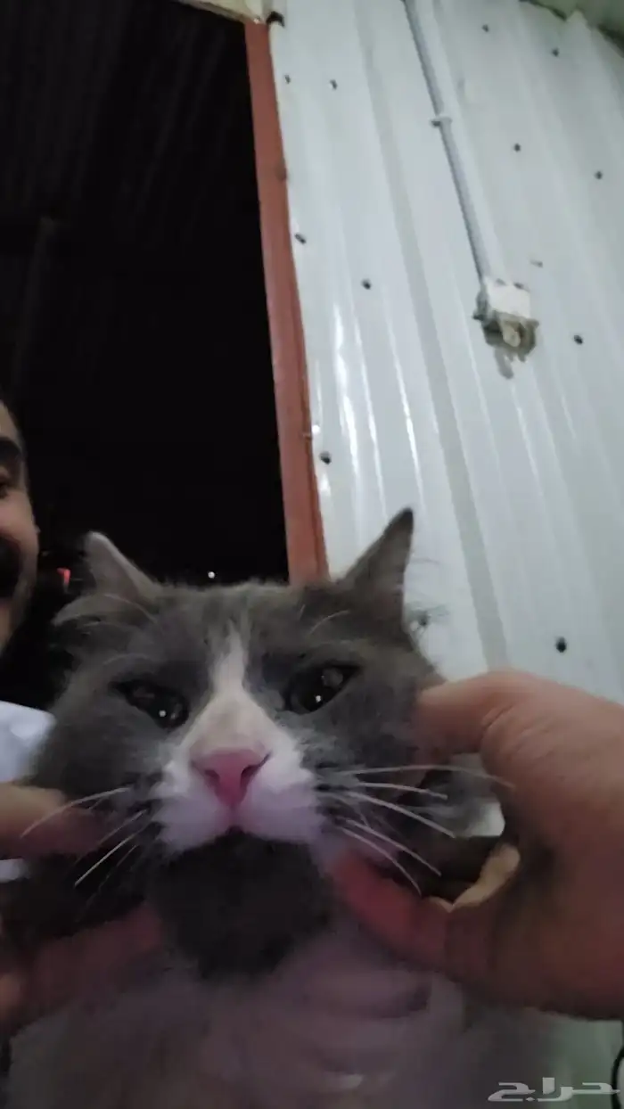 قط منزلي منقذ للتبني فحصته في العيادة وسليم الحمدلله 0