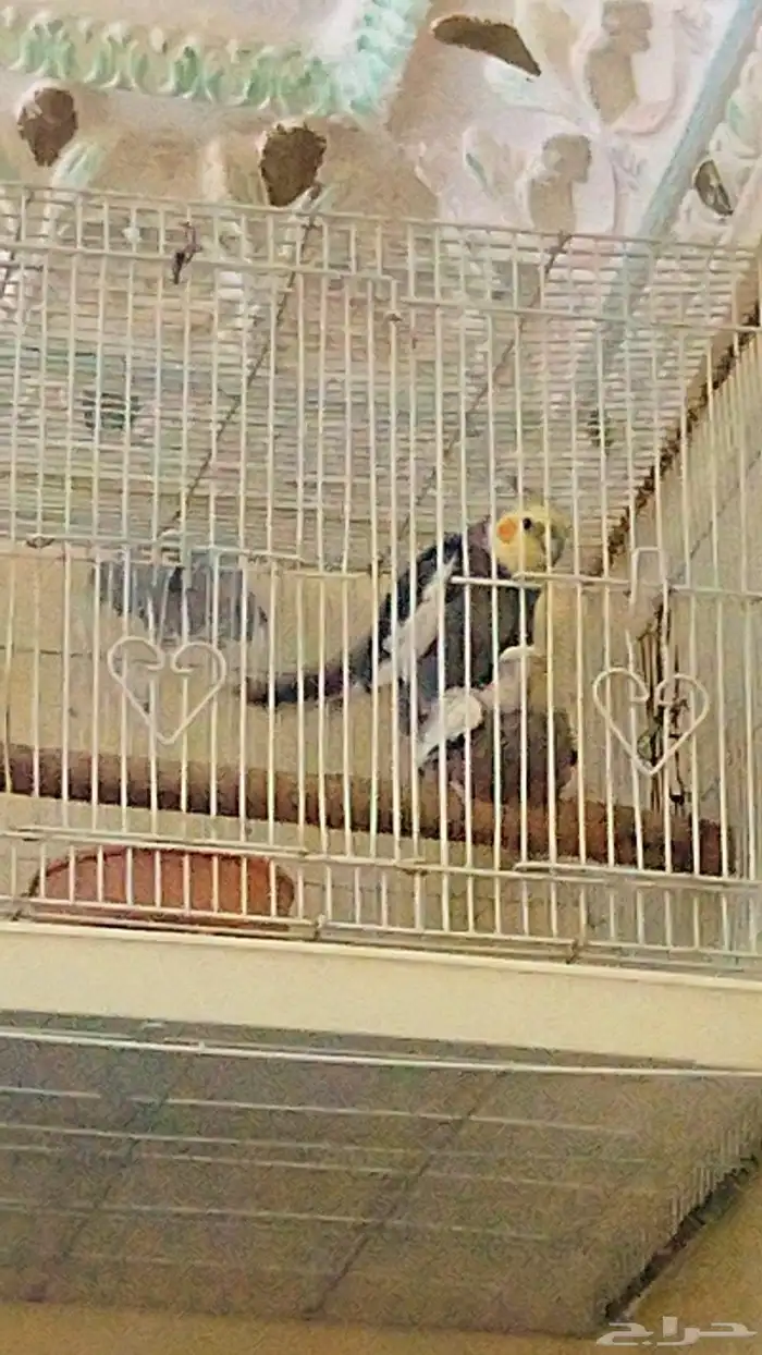 جوز كروان منتج عل شرط 0