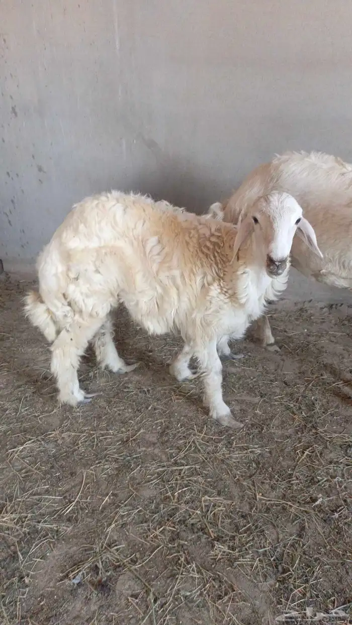 طلي حري جذع للبيع للي يبي ذبيحه 3