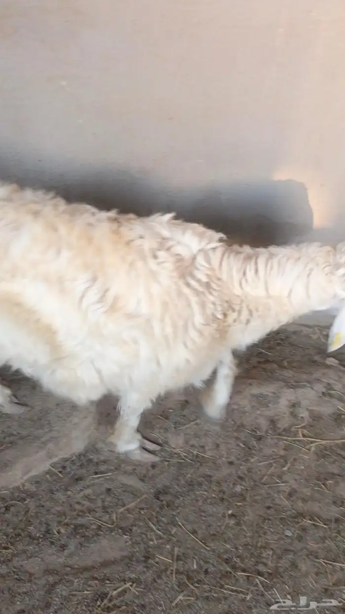 طلي حري جذع للبيع للي يبي ذبيحه 7