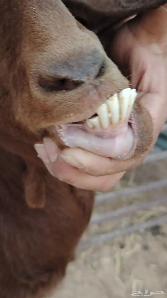 للبيع معزا وحده شرط الضريع ووحده فاضيه 4