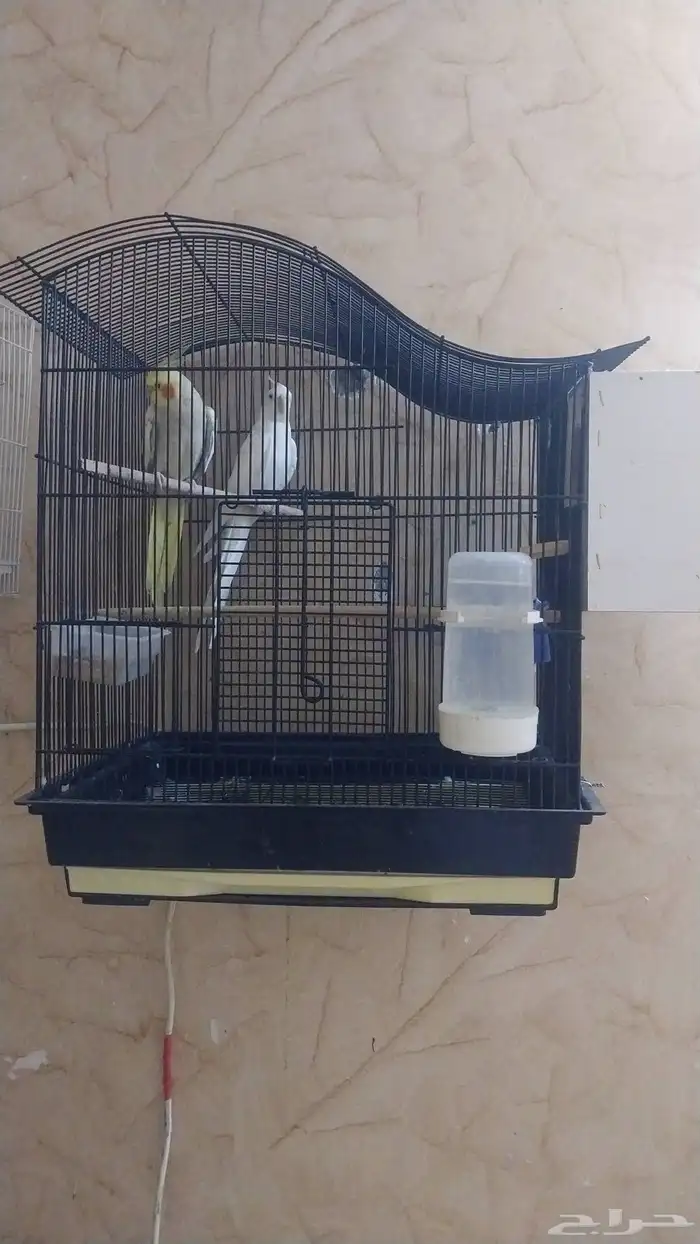 جوز كروان و جوز روز و أنثى روز (تم البيع) 2