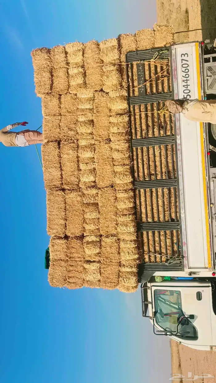 موجود تبن قمح شده طيب مقس 90 95لبان ويلجر 1