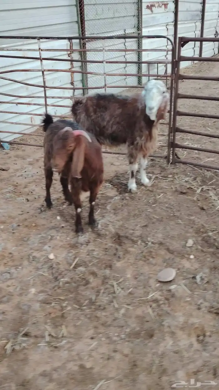 للبيع معزا وحده شرط الضريع ووحده فاضيه 0