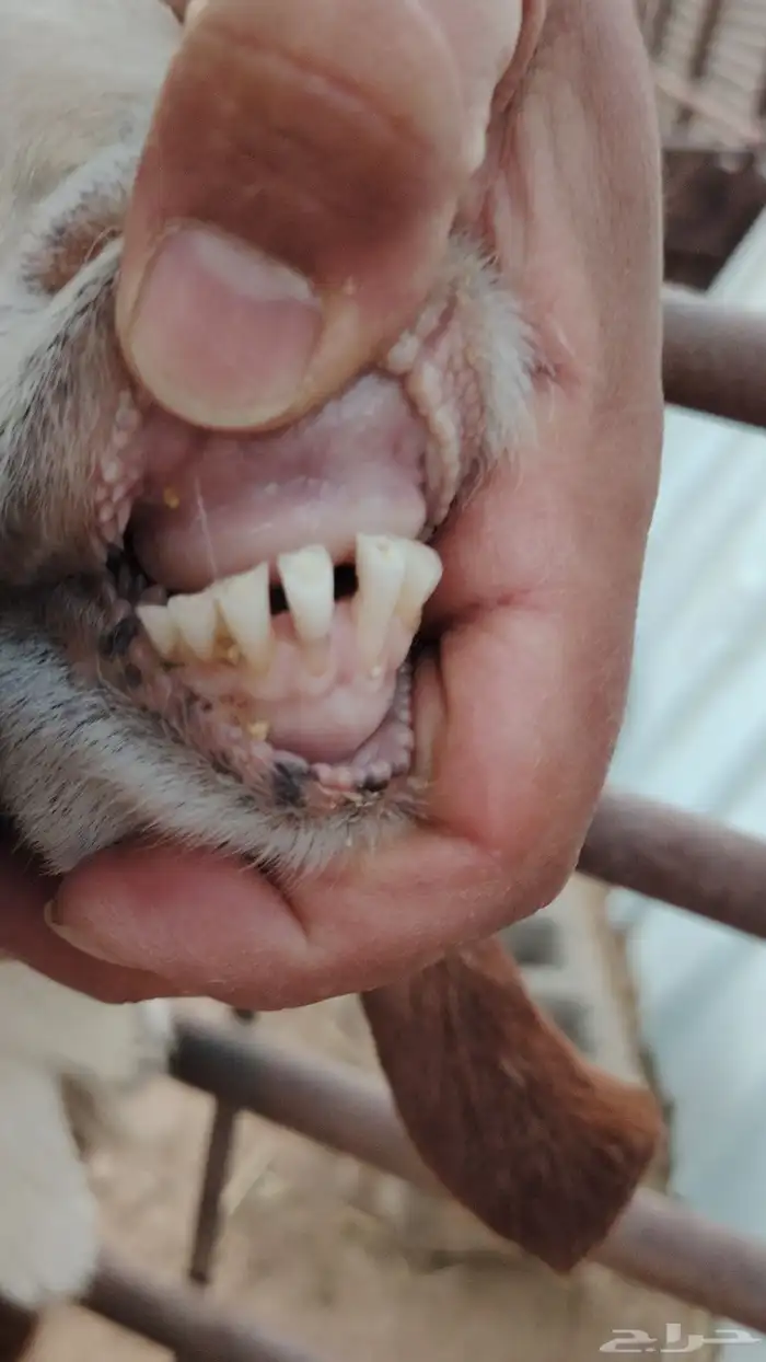 للبيع معزا وحده شرط الضريع ووحده فاضيه 5