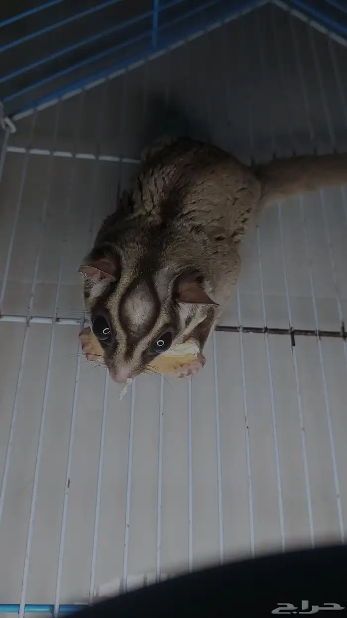 زوج سنجاب طائر منتج معه فرخ 1