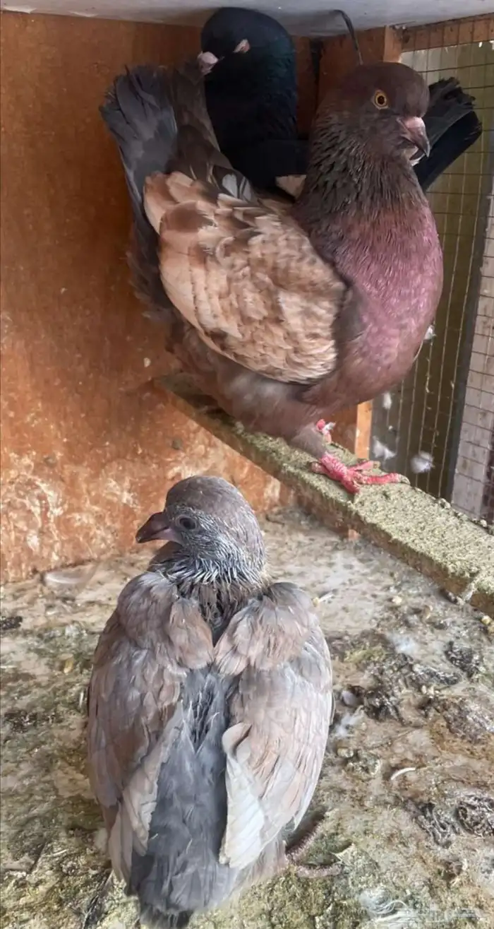 جوز كنق معه فرخ 5