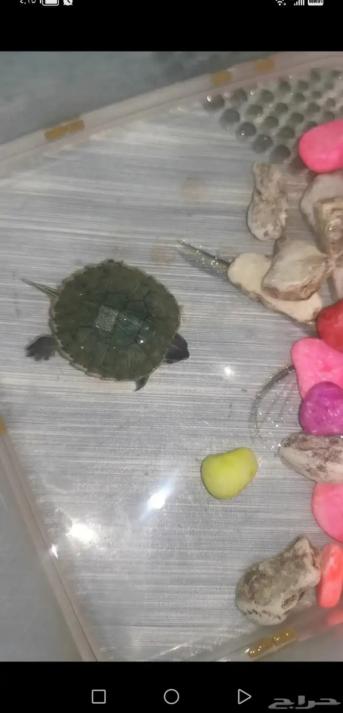 سلحفاة صغيرة برمائية 4