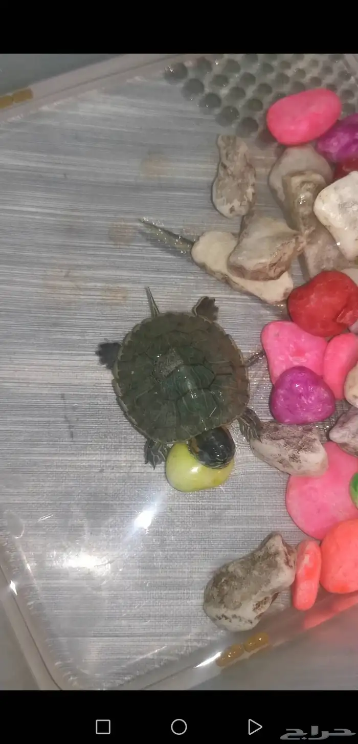 سلحفاة صغيرة برمائية 1