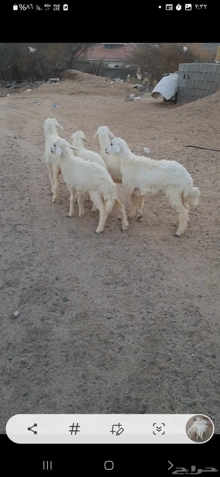 للبيع بهم تربيه نضاف وشحم 0