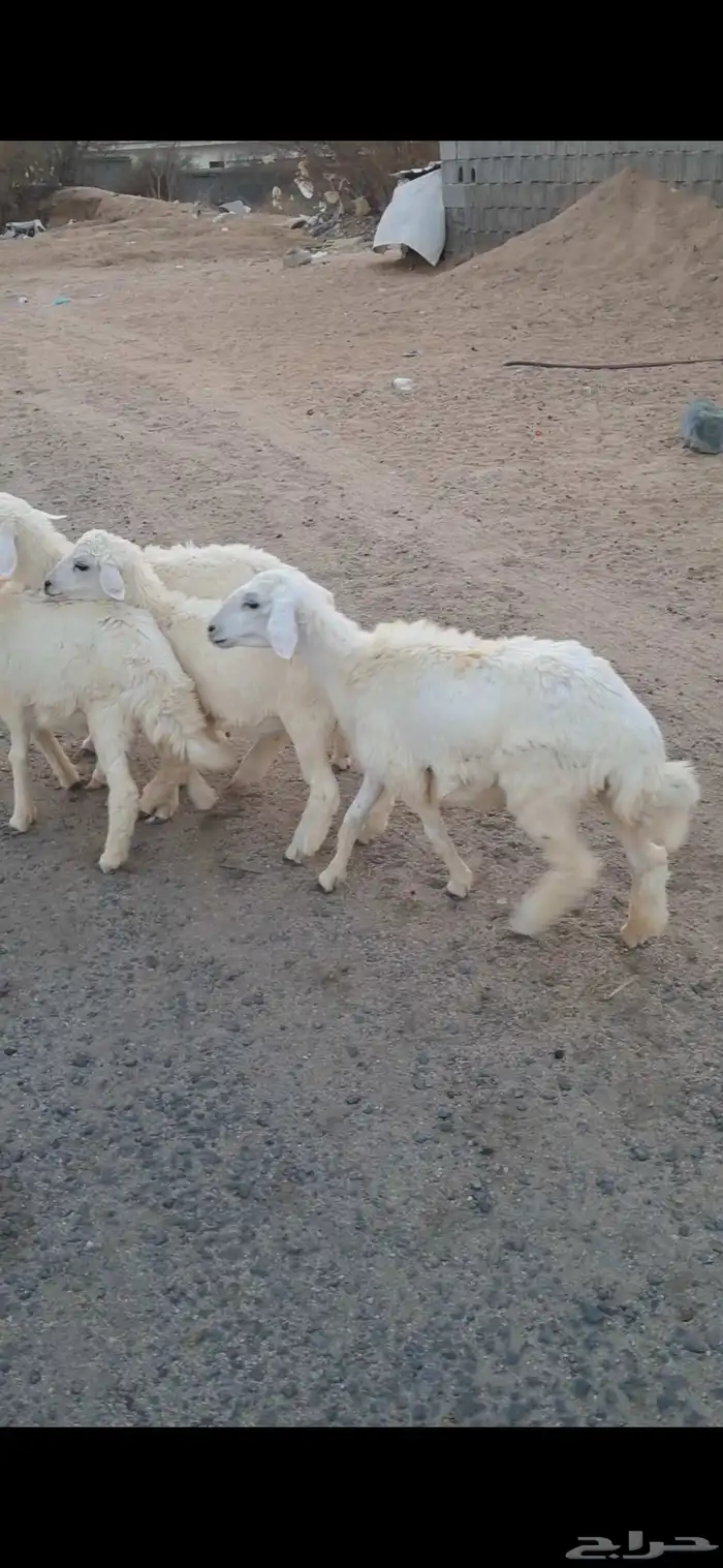 للبيع بهم تربيه نضاف وشحم 3