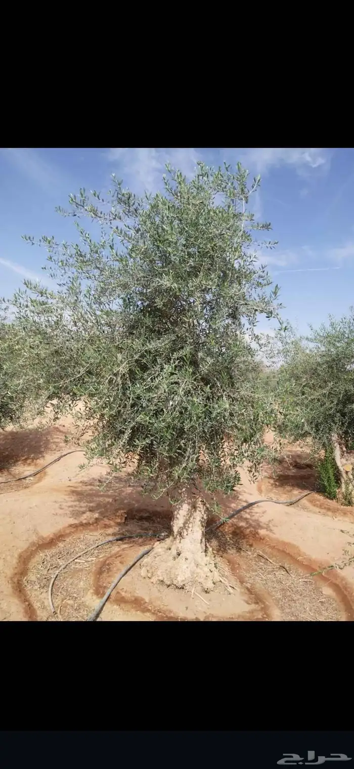 زيتون معمر مثمر ونخيل عربي واشنطني 7