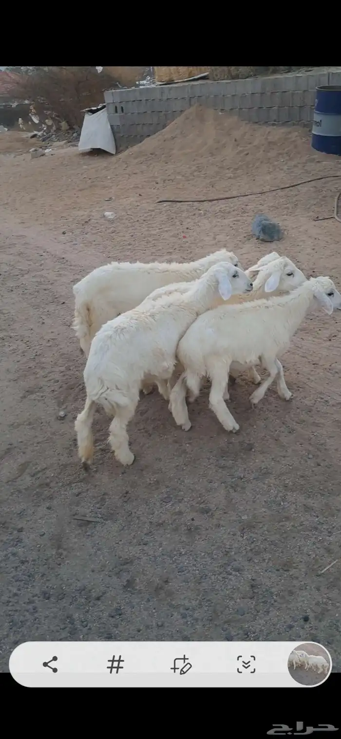 للبيع بهم تربيه نضاف وشحم 2