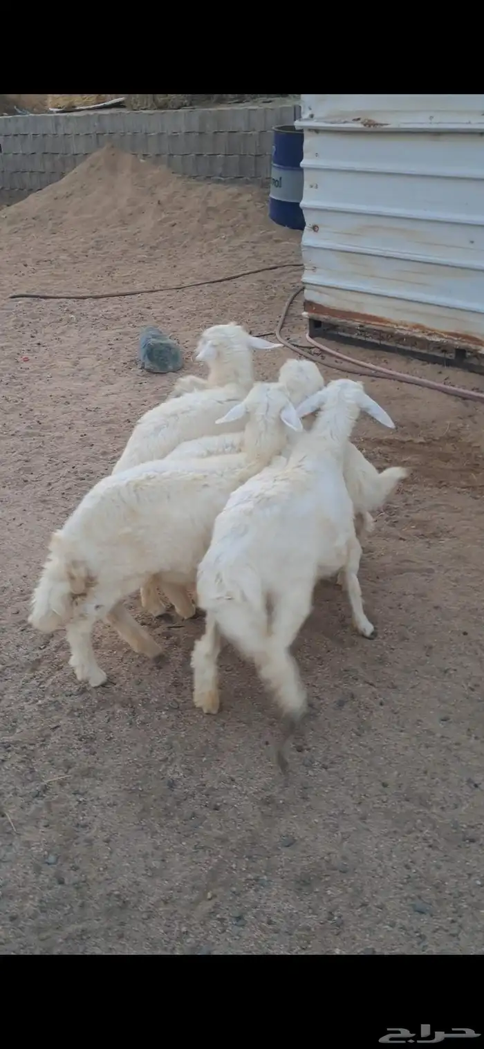 للبيع بهم تربيه نضاف وشحم 1