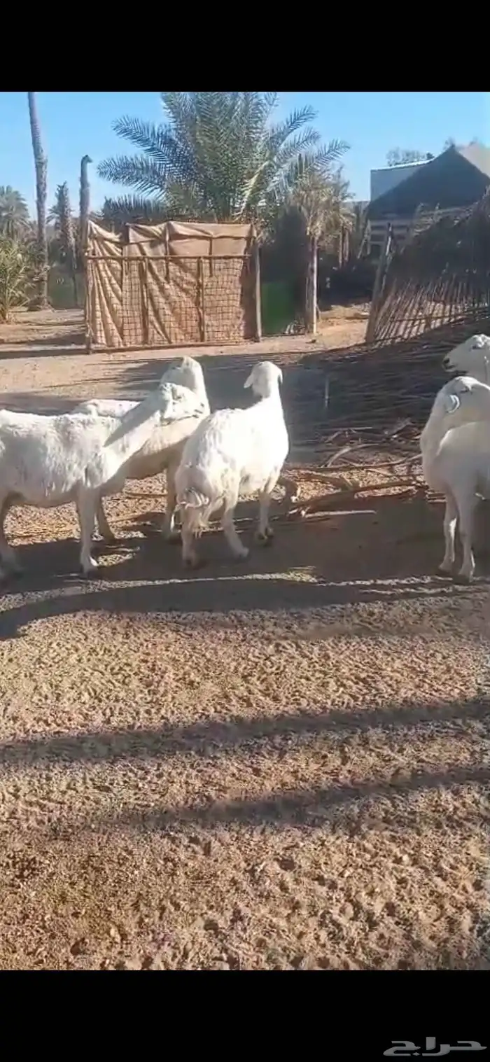 للبيع تسع حريات دفيع فيها القريب وفيها المتأخر السن سديس وتا 2