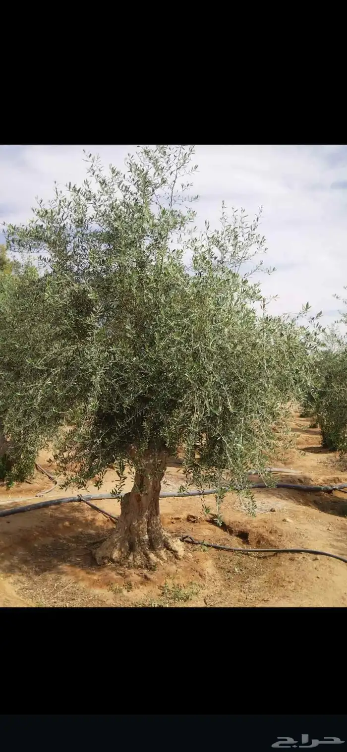 زيتون معمر مثمر ونخيل عربي واشنطني 3
