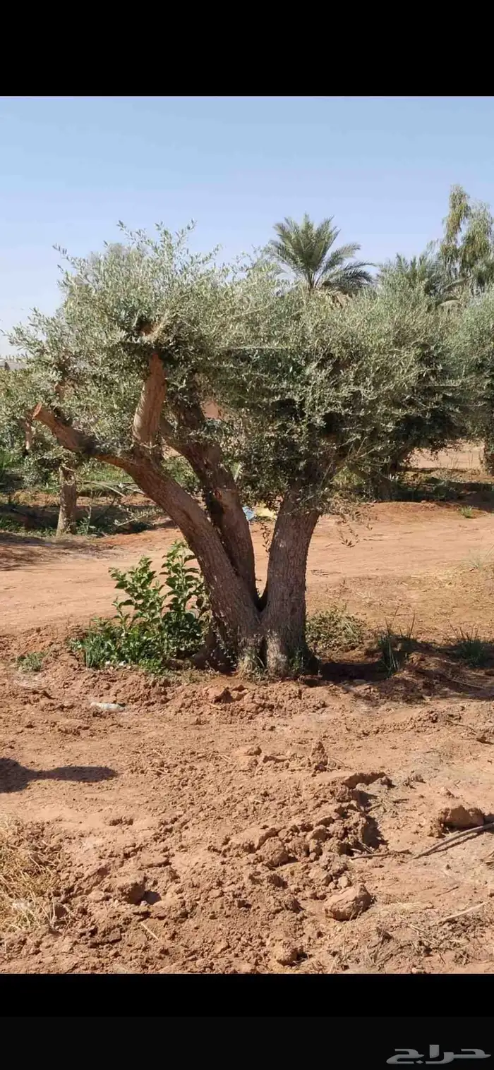 زيتون معمر مثمر ونخيل عربي واشنطني 6