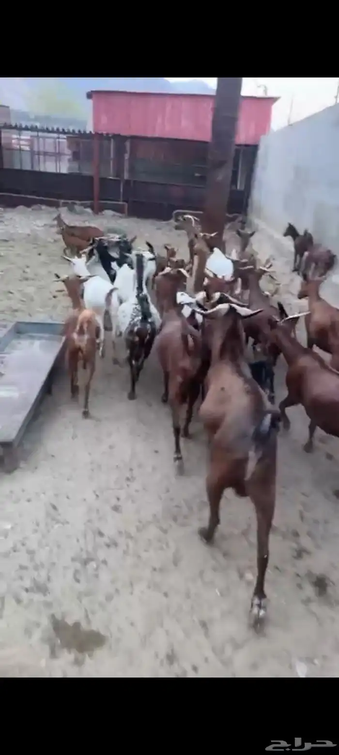 ماعز دهم دفيع متاخره 7